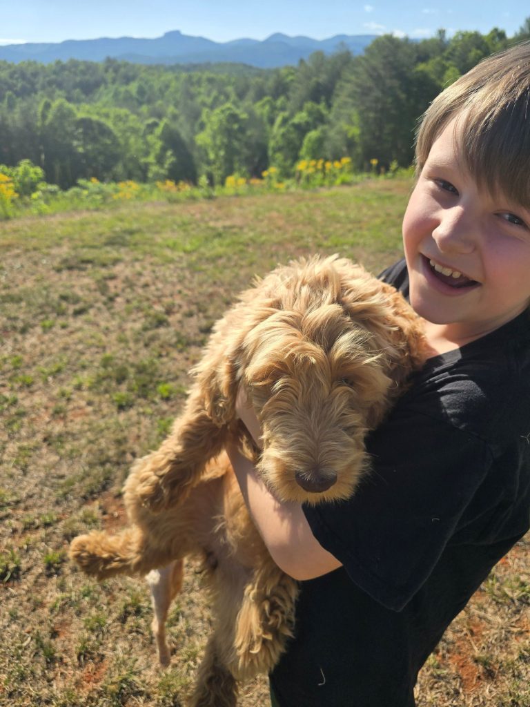 Healthy Goldendoodle puppy from Strong Oaks Goldendoodles Morganton North Carolina