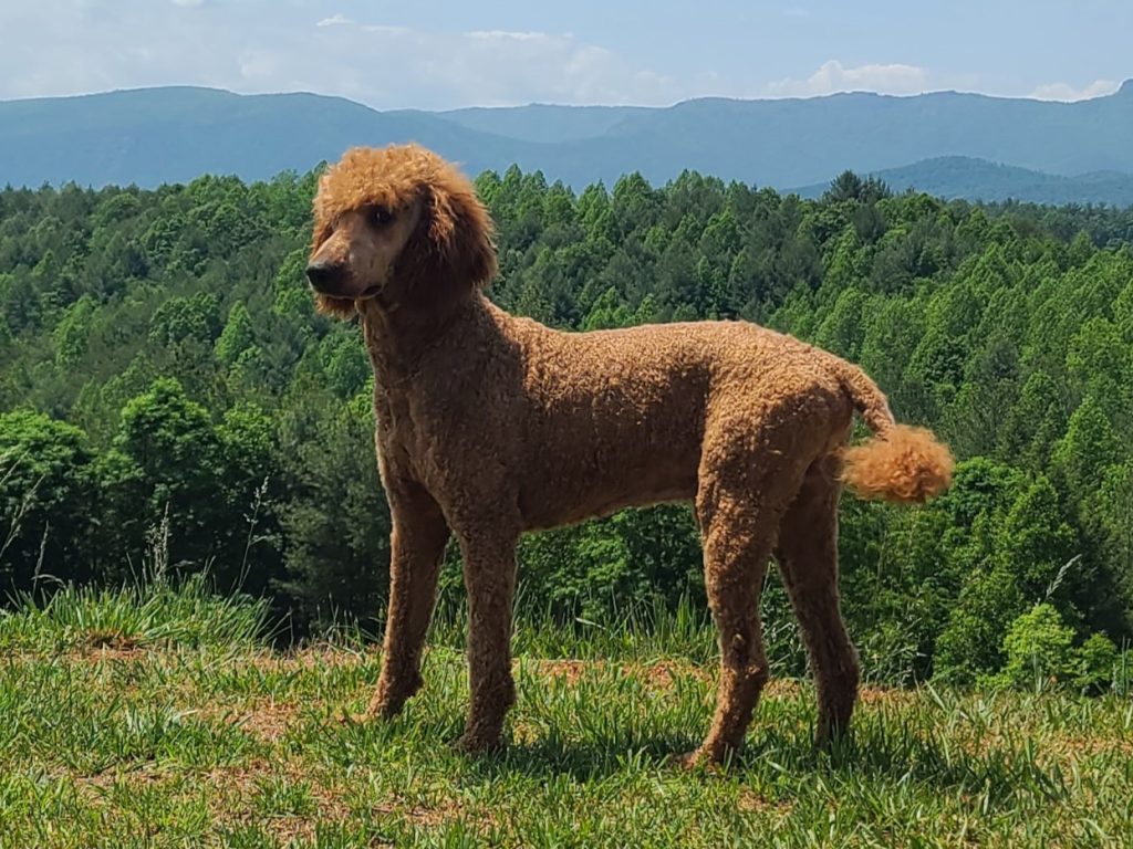 Samson