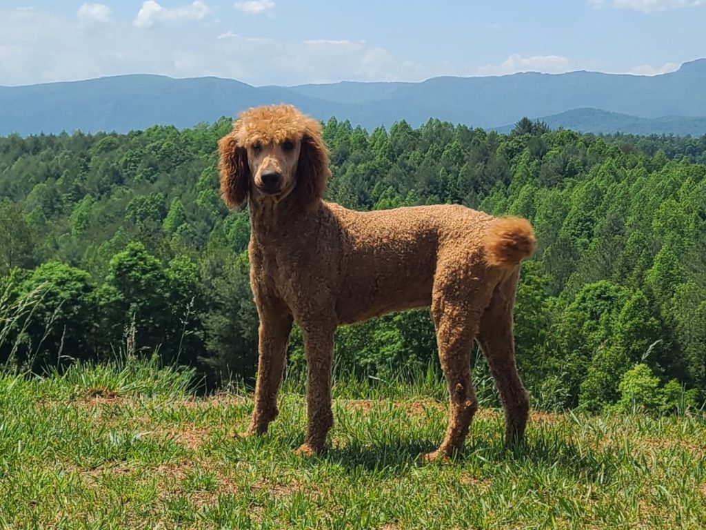 Samson