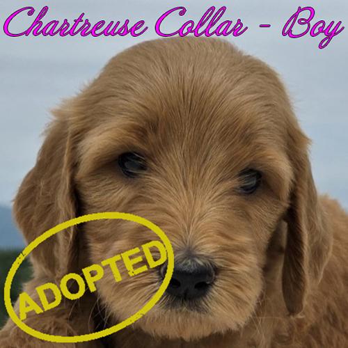 Chartreuse boy adopted