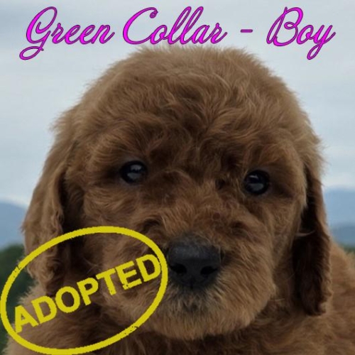 green boy adopted