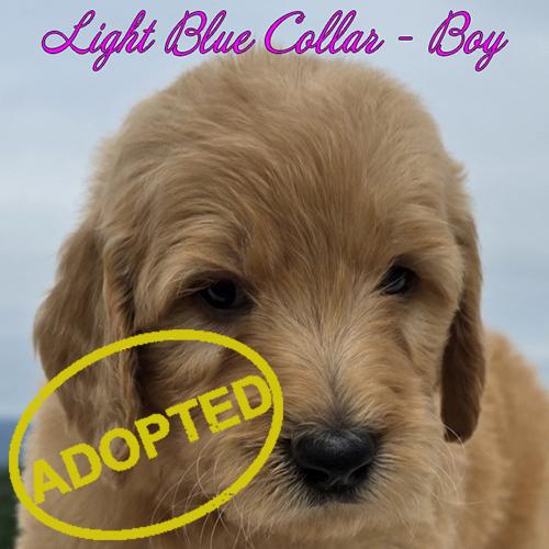 light blue boy adopted