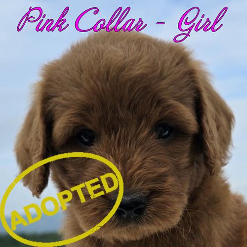 pink girl adopted