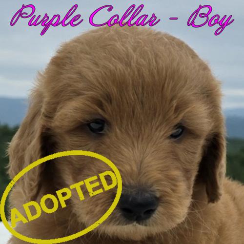 purple boy adopted