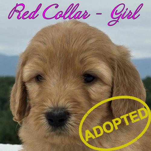 red girl adopted