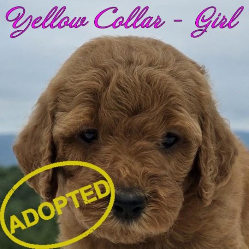 yellow girl adopted